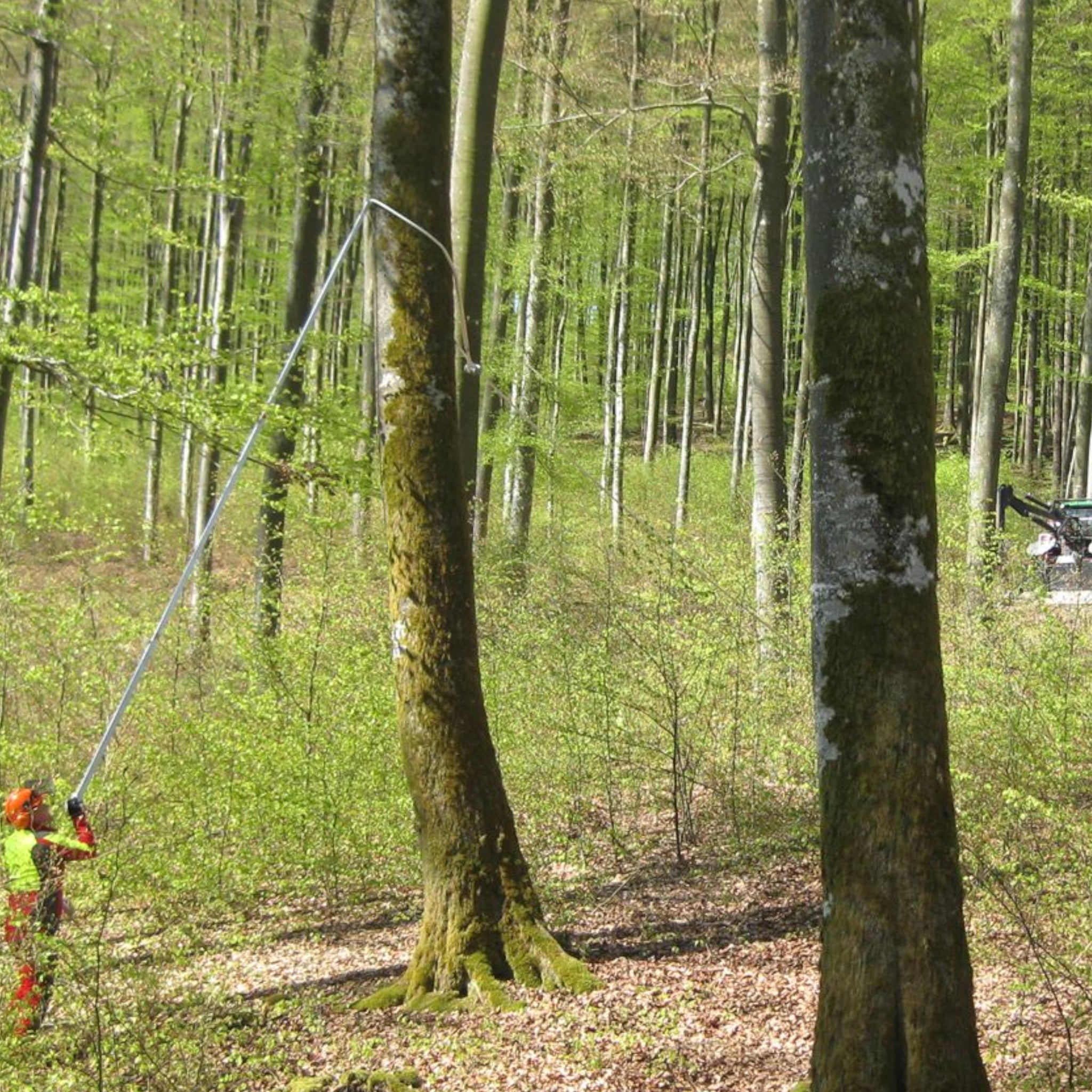 Anwendnungsbild der Königsbronner Anschlagtechnik im Wald durch Werner K. vom Forst Bw. mit Teleskopstange, Baumzugseil und Winde im Hintergrund